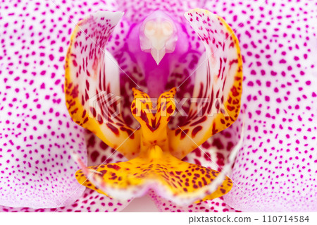 Pink with Dots Phalaenopsis Manhattan Orchid Macro 110714584
