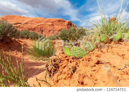 Desert Landscape with Opuntia Cactus on Sand Rocks 110714751