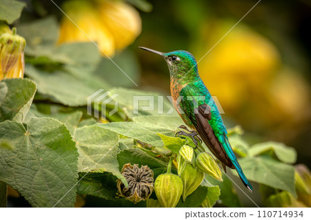 Long-tailed sylph (Aglaiocercus kingii) female. Quindio Department. Wildlife and birdwatching in Colombia 110714934