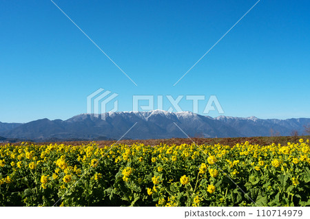 仲冬的油菜花和白雪皚皚的山脊線 110714979
