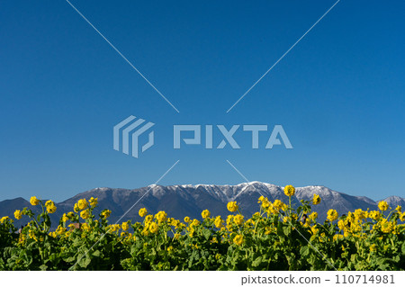 仲冬的油菜花和白雪皚皚的山脊線 110714981