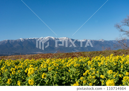 仲冬的油菜花和白雪皚皚的山脊線 110714984
