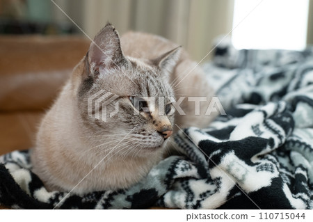 A cat staring at you 110715044