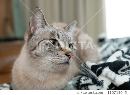 A cat staring at you 110715045