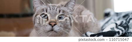 A cat staring at you 110715047