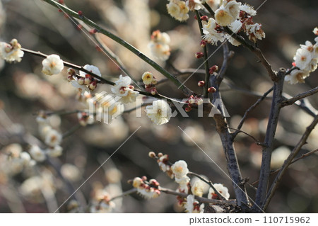 Plum blossoms herald the coming of spring Spring scenery White plum blossoms 110715962