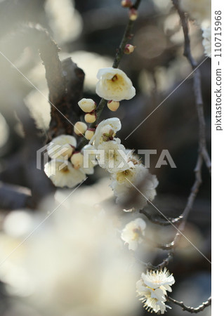 梅花預示著春天的到來 春天的景色 白梅花 梅花預示著春天的到來 春天的景色 白梅花 110715968