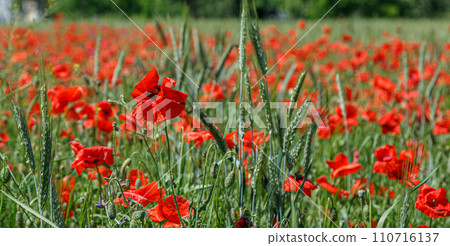 Beautiful red poppies on the field 110716137