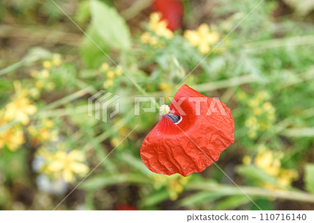 beautiful poppies among the field 110716140