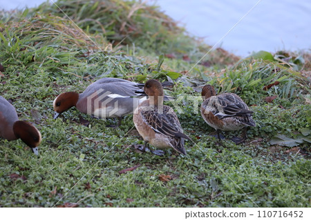 Male and female Wigeon eating grass sprouts on the riverbed in winter Male and female Wigeon eating grass sprouts on the riverbed in winter 110716452