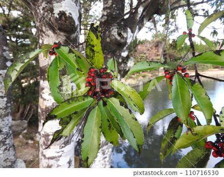 Black stains caused by sooty disease on the Naminoki 110716530