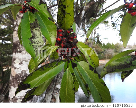 Black stains caused by sooty disease on the Naminoki 110716533