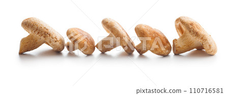 Fresh shiitake mushrooms isolated on white background. Fresh shiitake mushrooms isolated on white background. 110716581