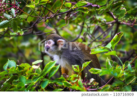 Common squirrel monkey sitting on a tree branch in lush foliage Common squirrel monkey sitting on a tree branch in lush foliage 110716909