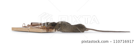 Dead mouse in trap on white background 110716917