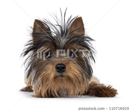 Yorkshire Terrier on white background 110716929