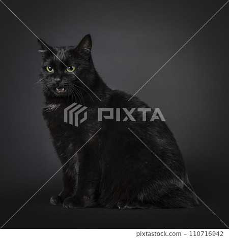 Manx cat on black background Manx cat on black background 110716942