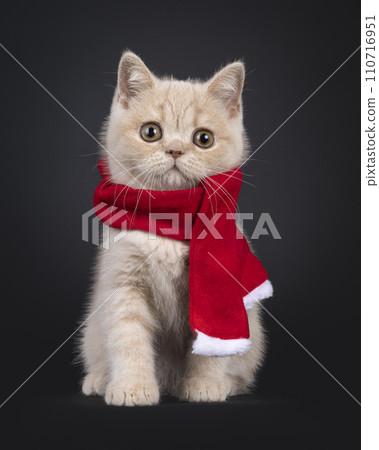 British Shorthair cat kitten on black 110716951