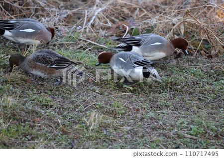 Male and female Wigeon eating grass sprouts on the riverbed in winter Male and female Wigeon eating grass sprouts on the riverbed in winter 110717495