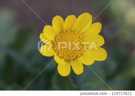 冬季花園中盛開的黃色菊花多科爾花 110717621