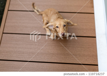 Dachshund playing on a wooden deck 110718237