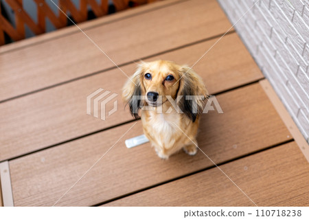 Dachshund playing on a wooden deck 110718238