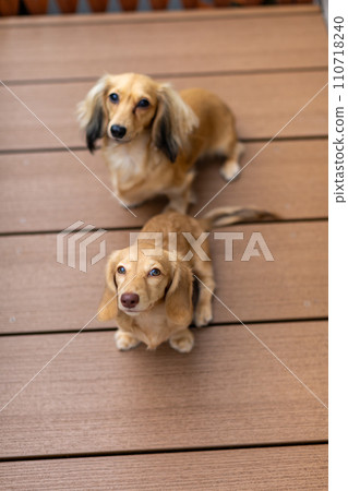 Dachshund playing on a wooden deck 110718240
