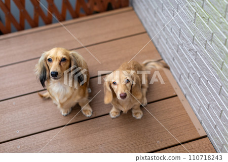 臘腸犬在木甲板上玩耍 臘腸犬在木甲板上玩耍 110718243