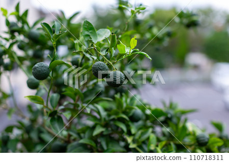 Yuzu in the garden 110718311