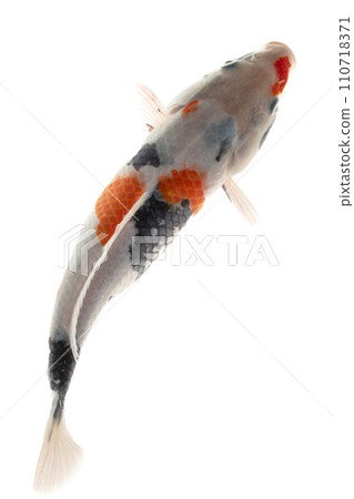 Koi fish isolated on a white background, clipping path included. Koi fish isolated on a white background, clipping path included. 110718371