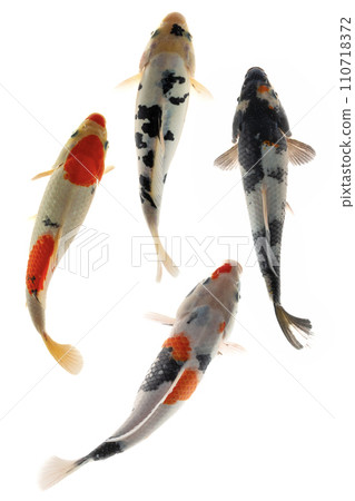 Koi fish isolated on a white background, clipping path included. Koi fish isolated on a white background, clipping path included. 110718372
