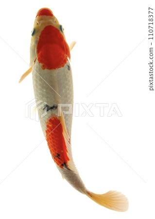 Koi fish isolated on a white background, clipping path included. Koi fish isolated on a white background, clipping path included. 110718377