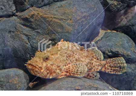 scorpion fish scorpion fish 110718869