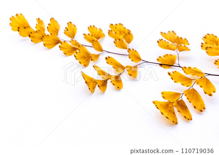 withered adiantum leaves withered adiantum leaves 110719036