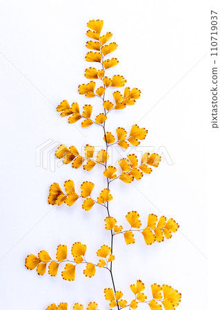 withered adiantum leaves withered adiantum leaves 110719037