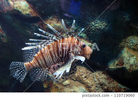 Nettai Minowashago Nettai Minowashago 110719060