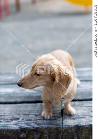臘腸犬在公園散步 110719619