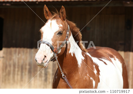 Portrait of amazing paint horse Portrait of amazing paint horse 110719917