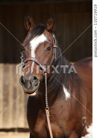 Portrait of amazing paint horse Portrait of amazing paint horse 110719919