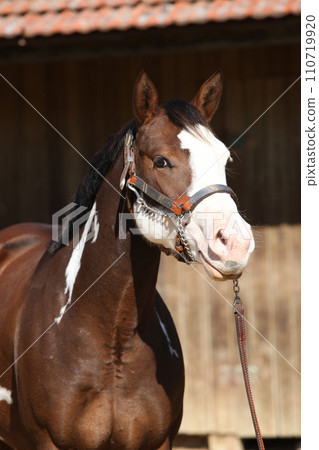 Portrait of amazing paint horse 110719920