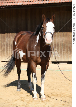 Portrait of amazing paint horse 110719921