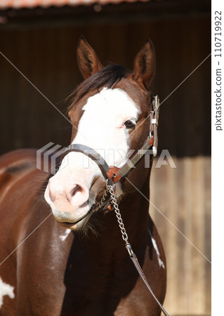 Portrait of amazing paint horse Portrait of amazing paint horse 110719922