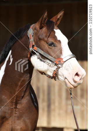 Portrait of amazing paint horse 110719923