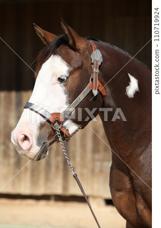 Portrait of amazing paint horse 110719924