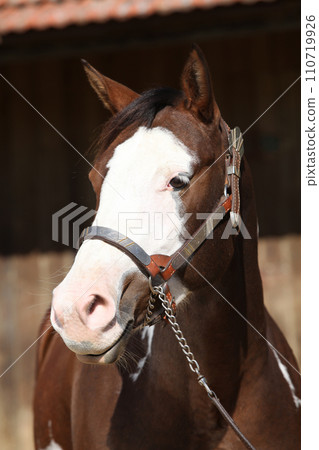 Portrait of amazing paint horse 110719926