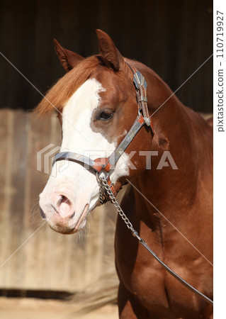 Portrait of amazing paint horse Portrait of amazing paint horse 110719927