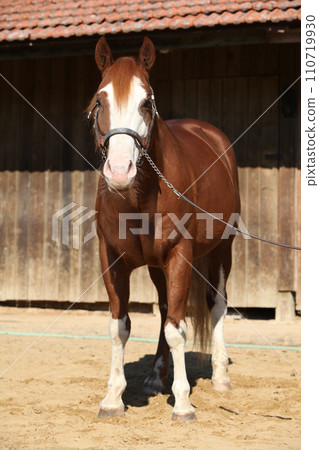 Portrait of amazing paint horse 110719930