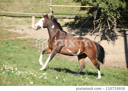 Amazing paint horse moving 110719938