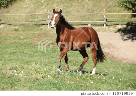 Amazing paint horse moving 110719939