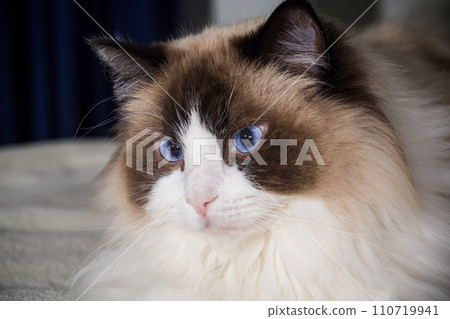 Beautiful young white purebred Ragdoll cat 110719941